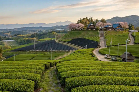 campo de té en Yame, Fukuoka
