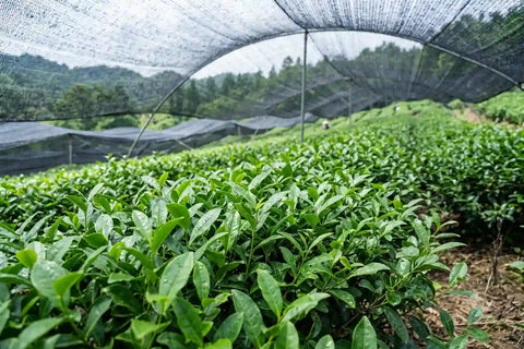 hojas del cultivar Saemidori en un campo de té de Kagoshima