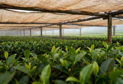 El sombreado: la innovación que dio forma al matcha