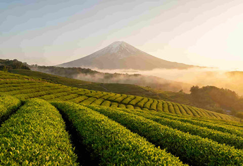 monte fuji en shizuoka