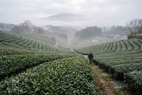 Matcha de Sayama: el límite del matcha japonés