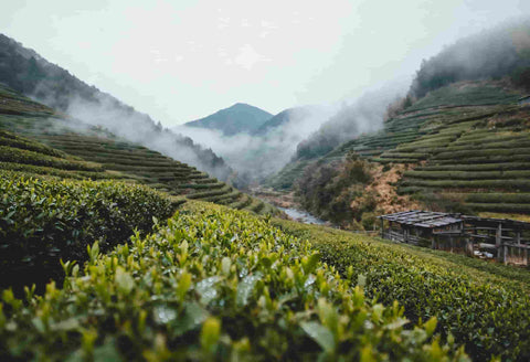 Uji, el refinamiento del matcha japonés