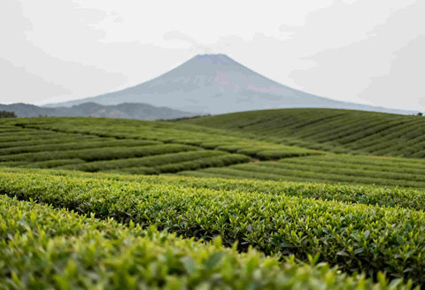 plantaciones de té en kagoshima