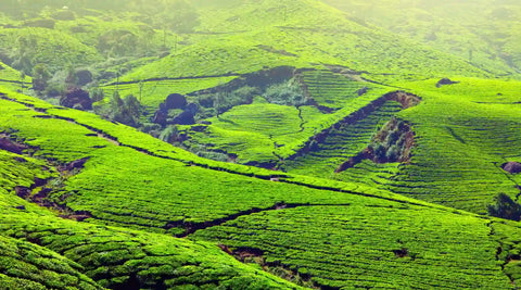 plantaciones de te en japón