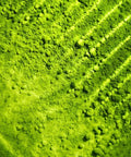 Primer plano de polvo de té verde matcha con algo de textura